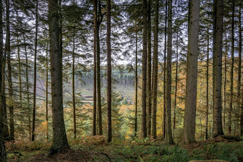 Dalby Forest in the North York Moors