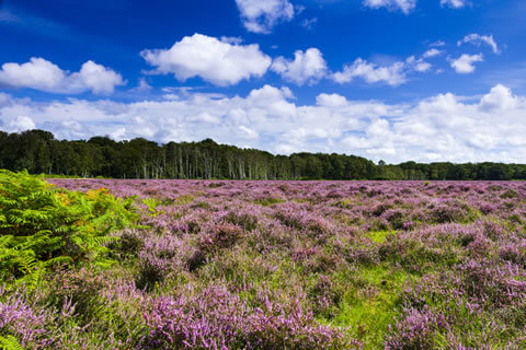 New Forest National Park in Hampshire