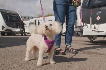 Dogs are welcome at Swift Live